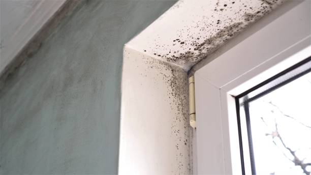 Best Emergency Mold Remediation  in Santee, SC