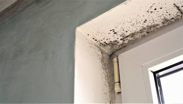 Best Comprehensive Air Testing for Mold Contaminants  in Santee, SC