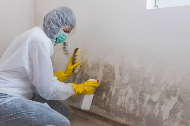 Best Industrial Mold Remediation  in Santee, SC