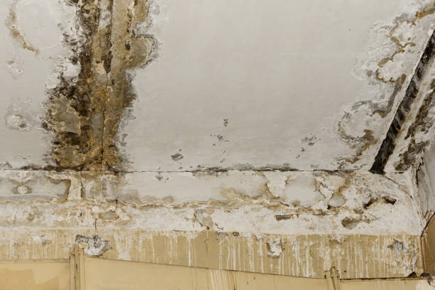 Mold Odor Removal Services in Santee, SC
