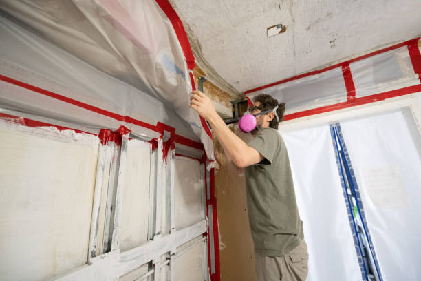 Best Basement Mold Removal  in Santee, SC