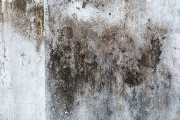 Best Mold Remediation for Vacation Homes  in Santee, SC
