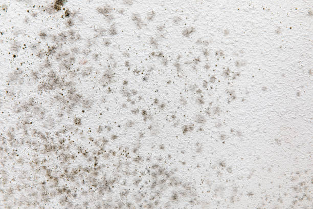 Best Environmental Consulting for Mold Prevention  in Santee, SC