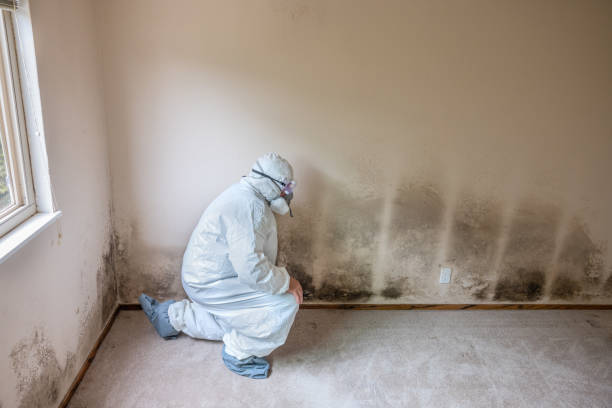 Asbestos and Lead Testing During Mold Inspection in Santee, SC