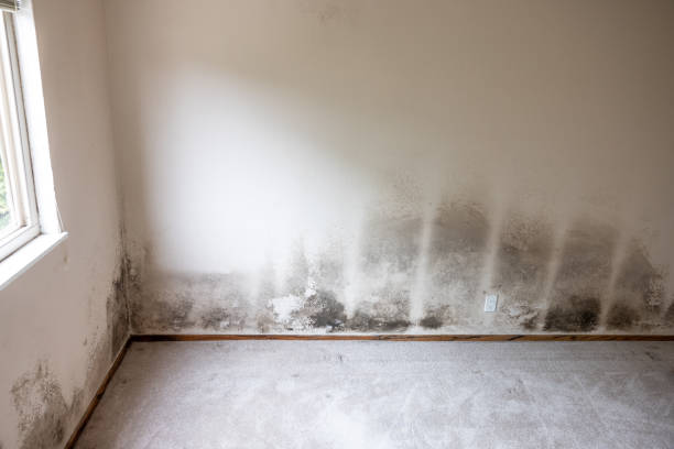 Best Real Estate Mold Inspection  in Santee, SC