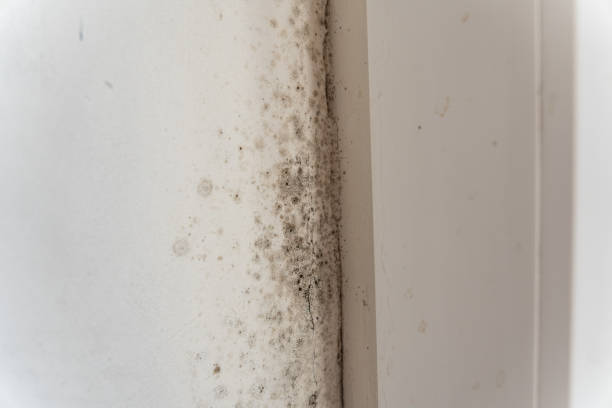 Best Attic Mold Removal  in Santee, SC