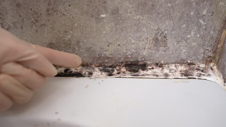 Mold Remediation for Vacation Homes in Santee, SC