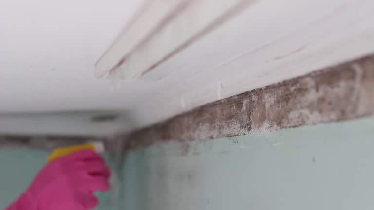  Santee, SC Mold Removal Pros