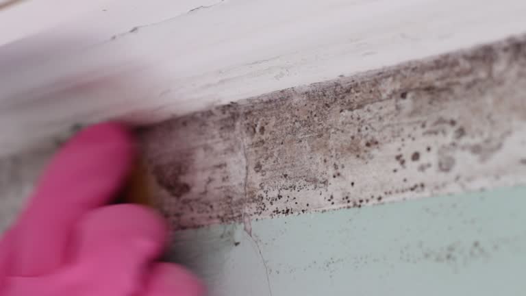 Best Water Damage & Mold Remediation  in Santee, SC
